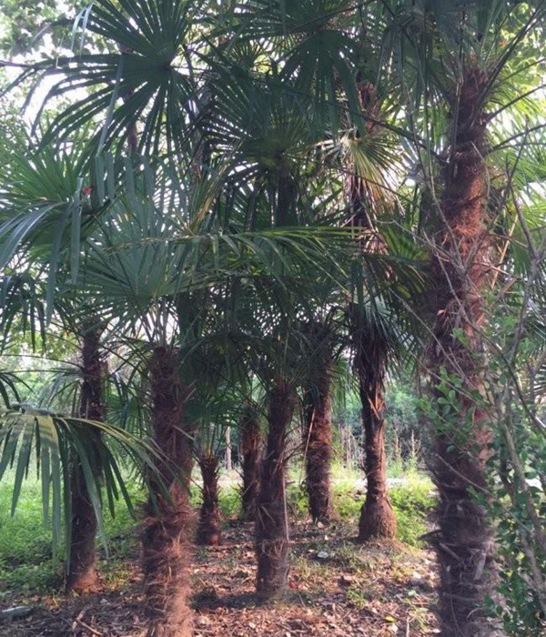 棕櫚樹2.jpg